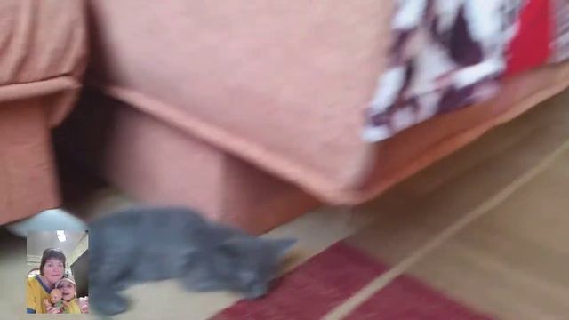 Котлетки вкусные/Метис мейн-куна, какой будет))) смотреть онлайн