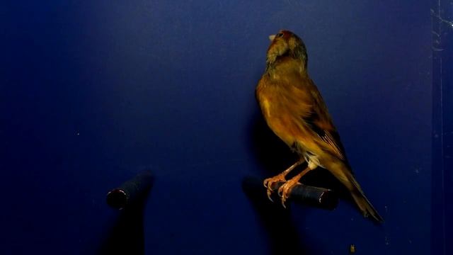 гибрид щегол+канарейка красный интенсив/Питомник декоративных канареек "Ах, арлекино!" смотреть онлайн