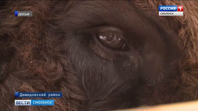 Старейший зубр Смоленского Поозерья отметит день рождения