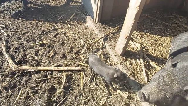 Домашнее хозяйство на Кубани . Что же выгоднее для себя держать ? смотреть онлайн