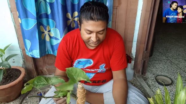 #indoorplantcare #bengalivlog Syngonium and Silver queen plant care সারা বছর ইনডোর প্ল্যান্টের যত্ন