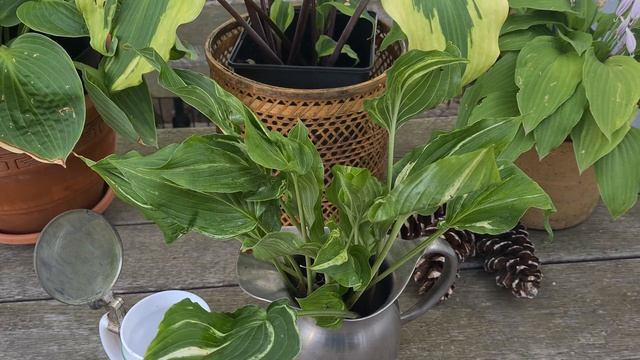 Очередная распаковка - Коллекция эксклюзивных хост пополняется :-) #germany #collection #хоста #202 смотреть онлайн