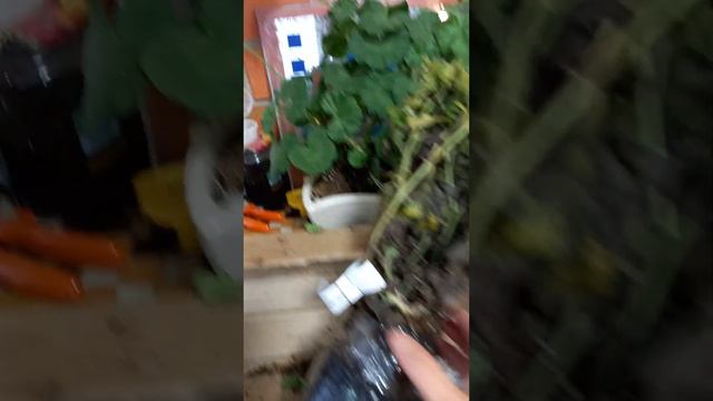 Белые хризантемы. смотреть онлайн