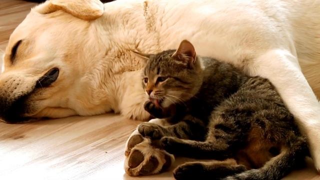 Allergies in Cats: Symptoms, Causes, and Treatment