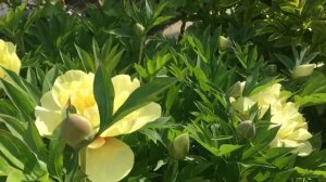 Цветение пионов в моём саду. Сезон 2023г