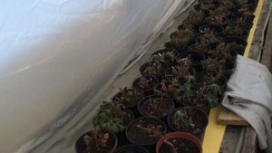 Зимовка Хризантемы Мультифлора#мультифлора#продажа#зимовка#сибирь