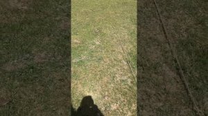 Ядовитая змея в Дагестане