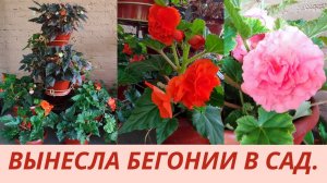 Бегонии в саду. Где поставить кашпо с Бегонией. Обзор цветения бегоний. Уход за бегонией в саду.