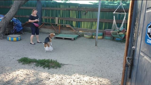 Элемент трюковой дрессировки, трюк Юла смотреть онлайн