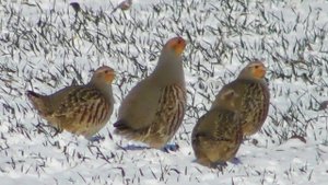 Куропатки на снегу (Perdix perdix) Серая Куропатка / Grey partridge