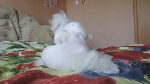 Ванлима Смоки Айз, 6 мес