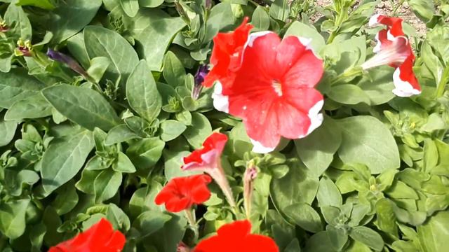 Петунии. Часть 3 смотреть онлайн