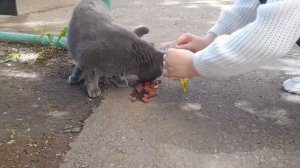 КОРМЛЕНИЕ БЕЗДОМНЫХ КОТОВ??