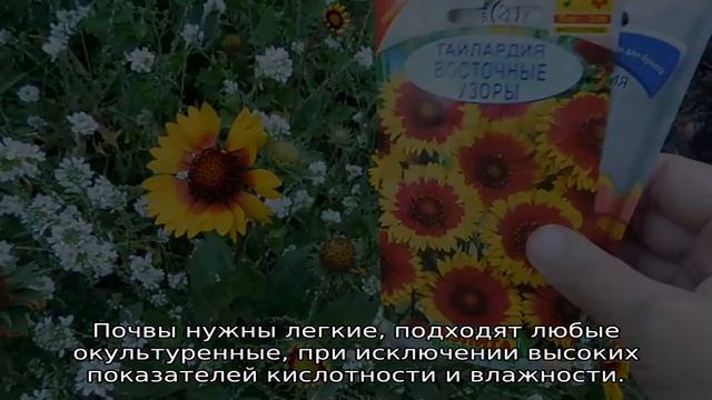 Гайлардия многолетняя: посадка и уход