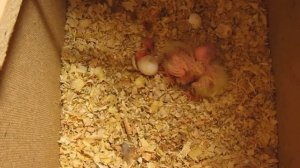 Появление птенца кореллы