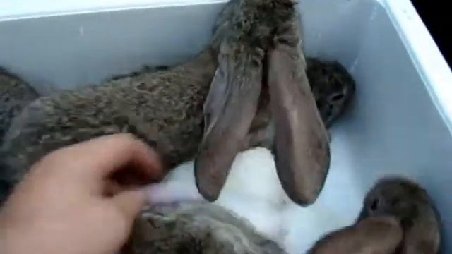 Могут ли у Фландера быть альбиносы