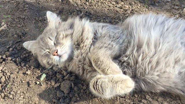 Кот отдыхает на солнышке..cat in the sun смотреть онлайн