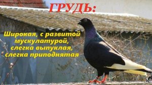 Голуби Чапоши СТАНДАРТ и Происхождение Будапештского Высоколётного Голубя ЧАПОША ?/ pigeon pigeons