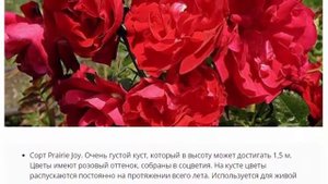 Канадская роза, посадка и уход в открытом грунте