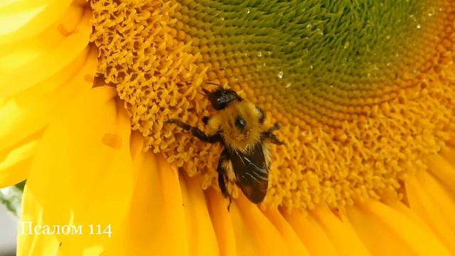 114 Псалом Давида | Видео Библия HD | Аудио Библия, Псалтирь
