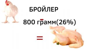 Выгодно ли выращивать бройлера РОСС-308? "Мое Подворье"