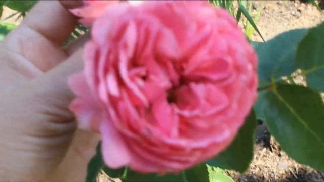 Розы-первогодки, которые меня поразили! ? Сорта, питомники. ТОП-6 самых стойких и шикарных малышей!