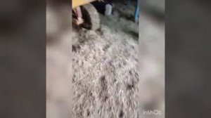 пресс подборщик ривьера касалис Кр 50 ремонт поршня и по мелочи.