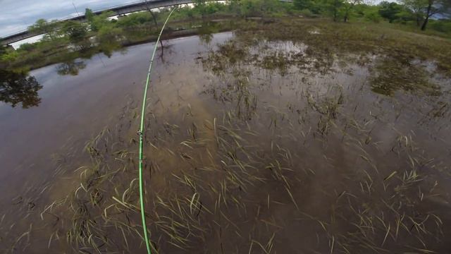 Утро на Зее. Шестичастная стекляха и Daiwa Alphas Air Stream Custom смотреть онлайн