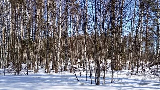 Лесная прогулка
