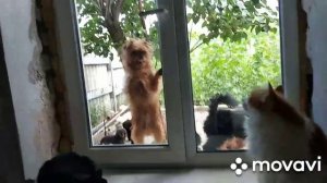 Офигенное видео про жизнь собак в питомнике