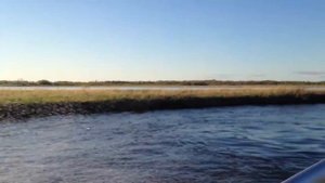 Катер Grizzly 580 под мотором Evinrude 150 E-Tec