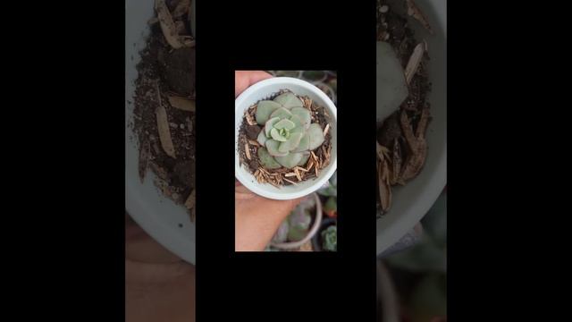 #short Echeveria strictiflora nova❤️❤️❤️ смотреть онлайн