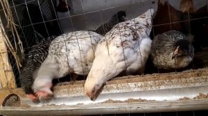 Обход курятника Веду таблицу яйценоскости кур по породам.