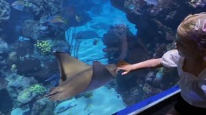 С детьми в Тайланд / Пхукет / слоновья ферма / океанариум