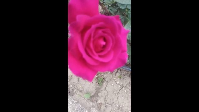 Роза Генерал Де Голь #Shorts смотреть онлайн