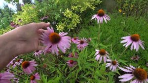 ЭХИНАЦЕЯ ПУРПУРНАЯ