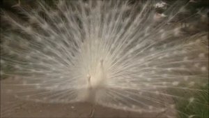 Обыкновенный павлин и интересные факты о нем