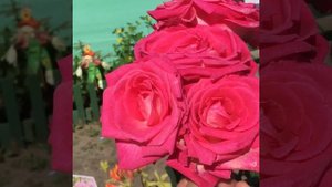 Роза Утро в Париже