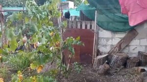 Пророщенная пшеница-важный компонент в питании птицы/Кормление кур и уток пророщенным зерном/Утята