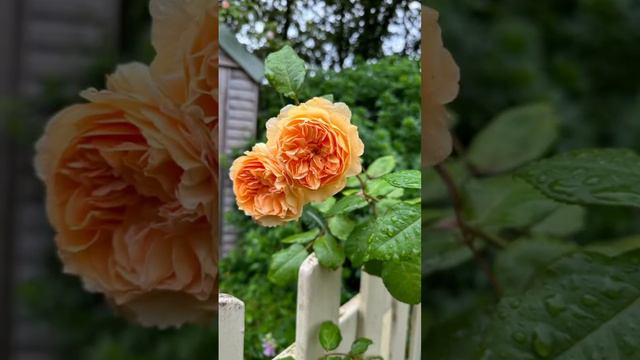 Crown princess Margareta”from @david_austin_roses #gardenerben #englishroses #gardenroses