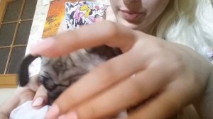 Как мопсу чистить складку