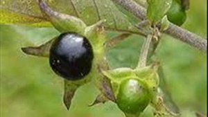 Белладонна/belladonna