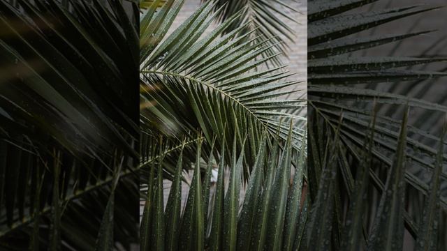 tropical forest rain