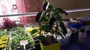 #Жасмин Мадагаскарский, правила ухода и содержания.