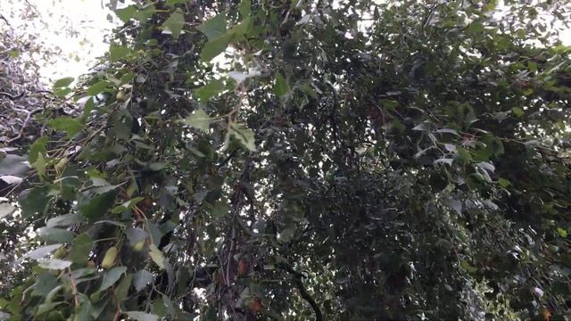 Weeping birch (Betula pendula 'Youngii') - leaves & branches - July 2018