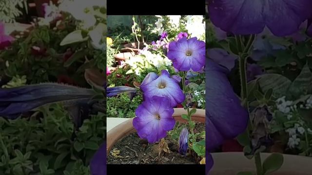 How to grow petunia plant beautiful colours easy to grow at home смотреть онлайн