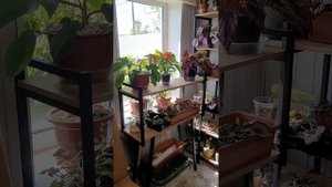 ПОЛКИ ДЛЯ ЦВЕТОВ..ГДЕ КУПИТЬ...