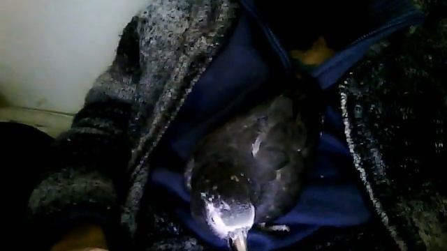 Dr. Ravi Livingstone, I presume? смотреть онлайн