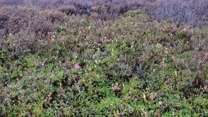 Мурманск. Последний поход в сопки за брусникой. Очень красивая природа!