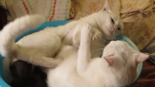 Russian Catfight